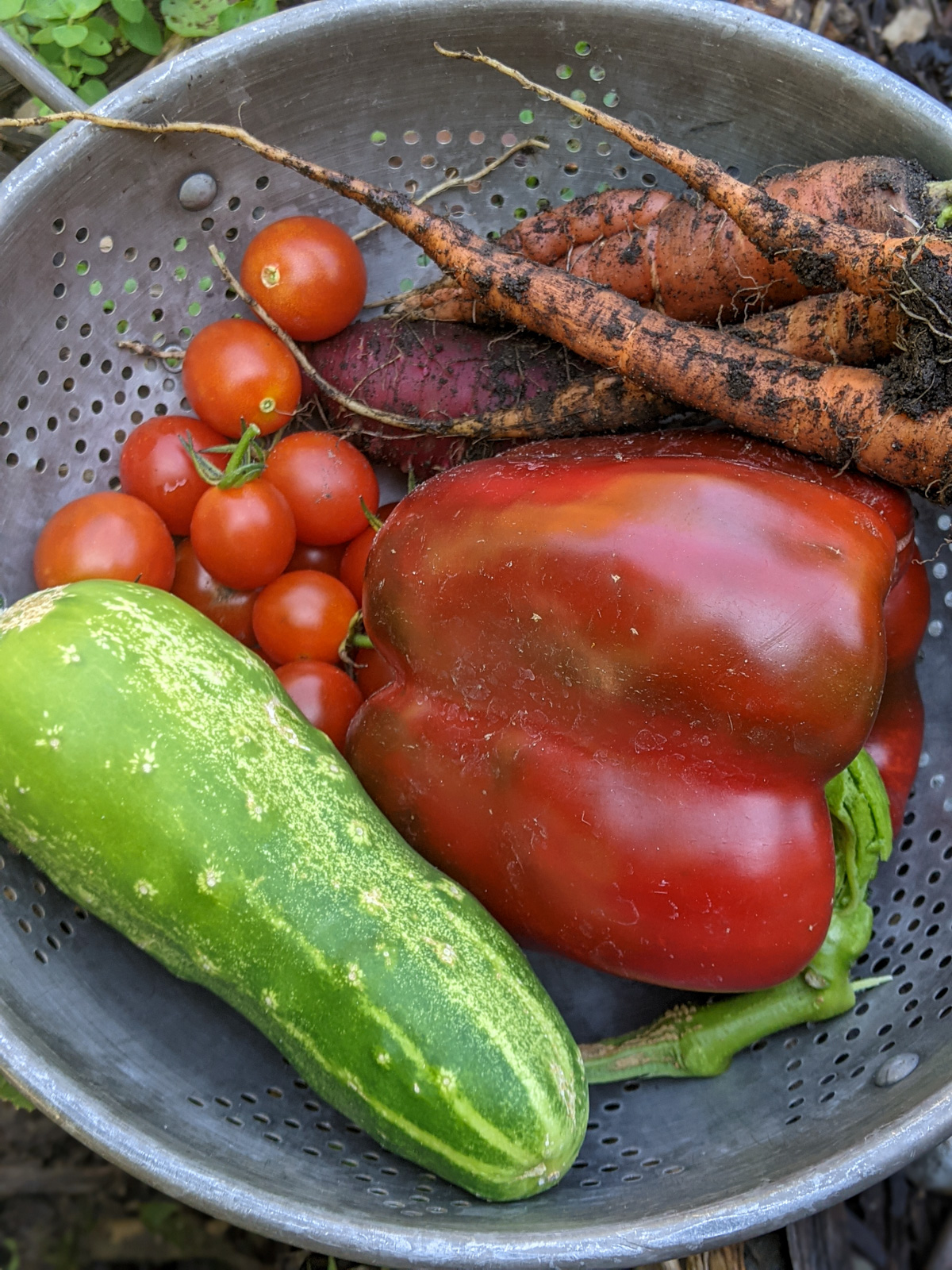 Fresh raw veggies picked from the garden in a collander, tomato, peppers, carrot and cucumber.