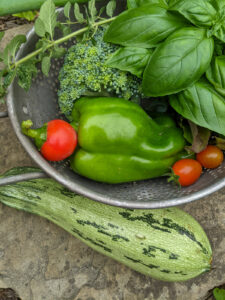 A garden harvest of bell pepper, zucchini, tomato and basil for yogurt sauce.