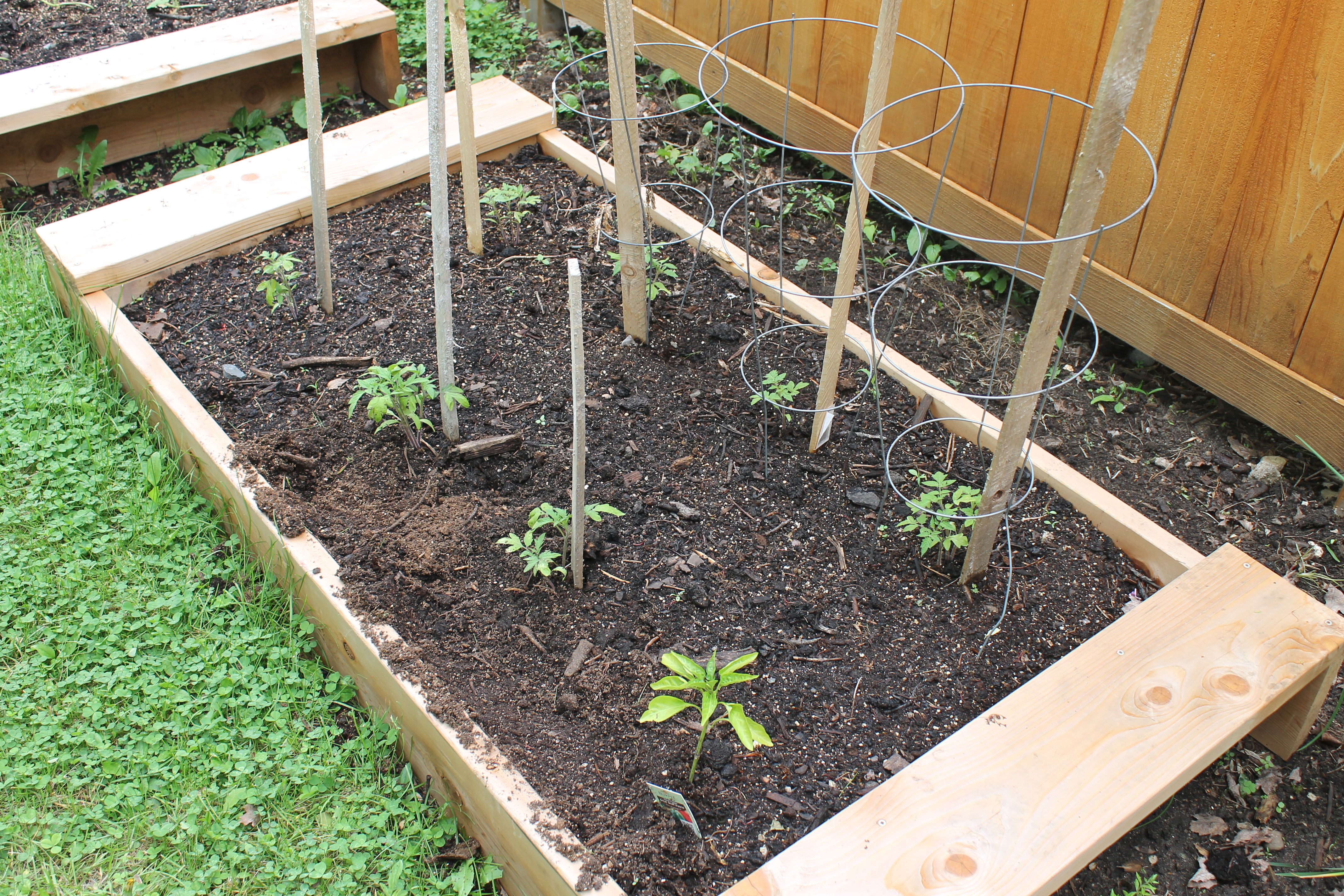 Raised Bed Garden with tiny tomato plants.