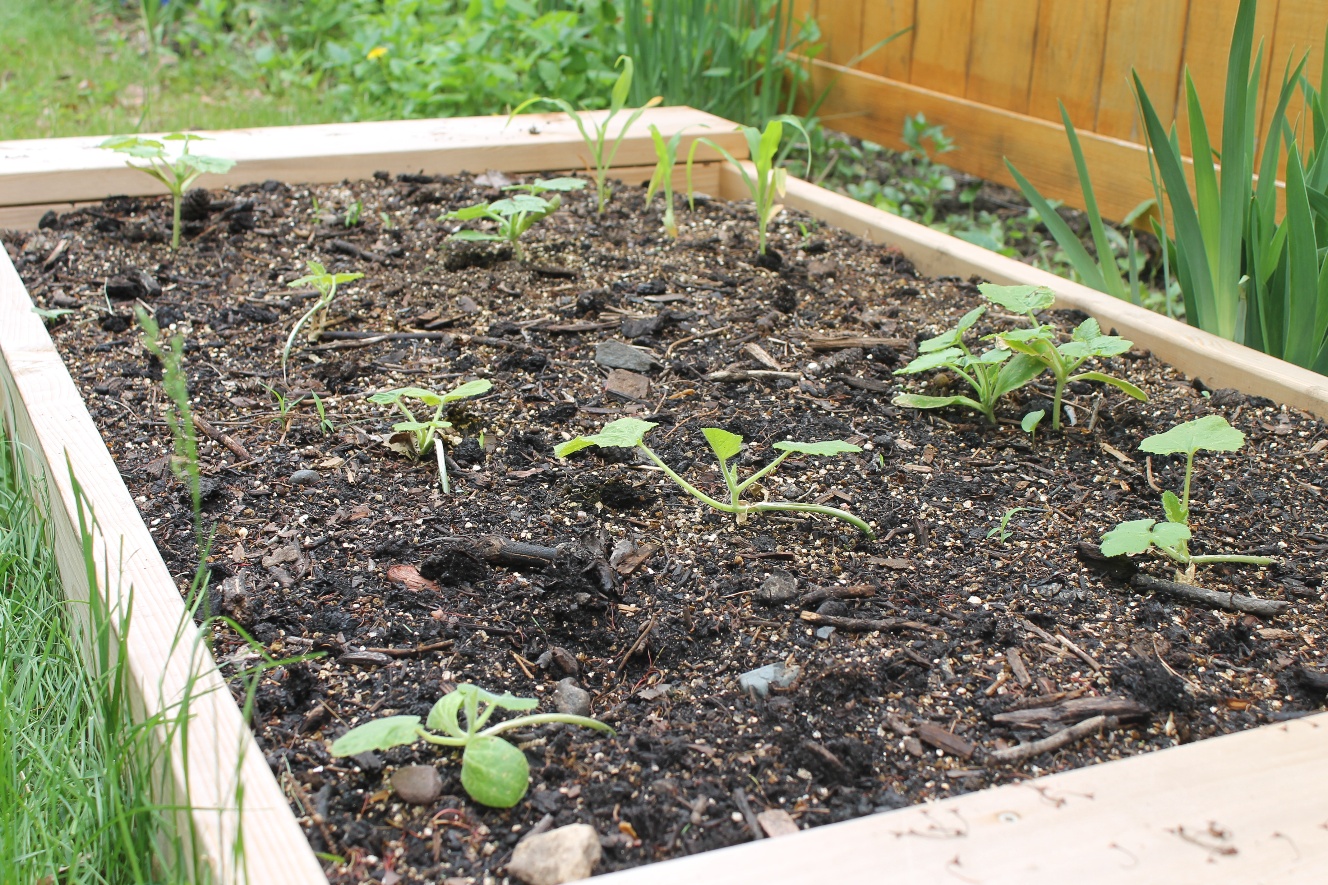 Cedar raised bed garden with tiny squash plants.
