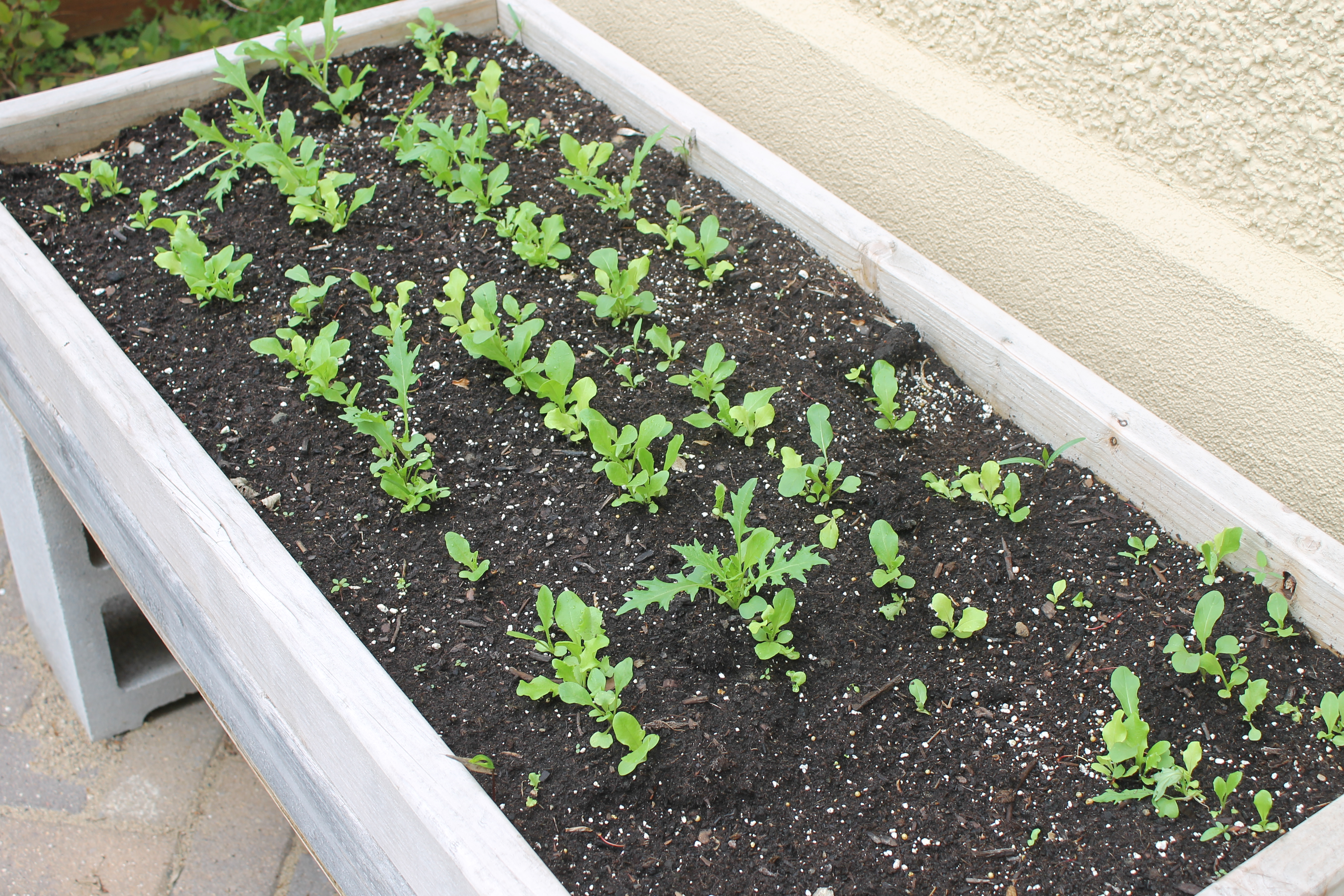 Lettuce garden bed on raised cinder blocks.