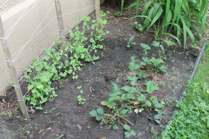 Peas on a trellis and strawberry plants in our city lot urban vegetable garden..
