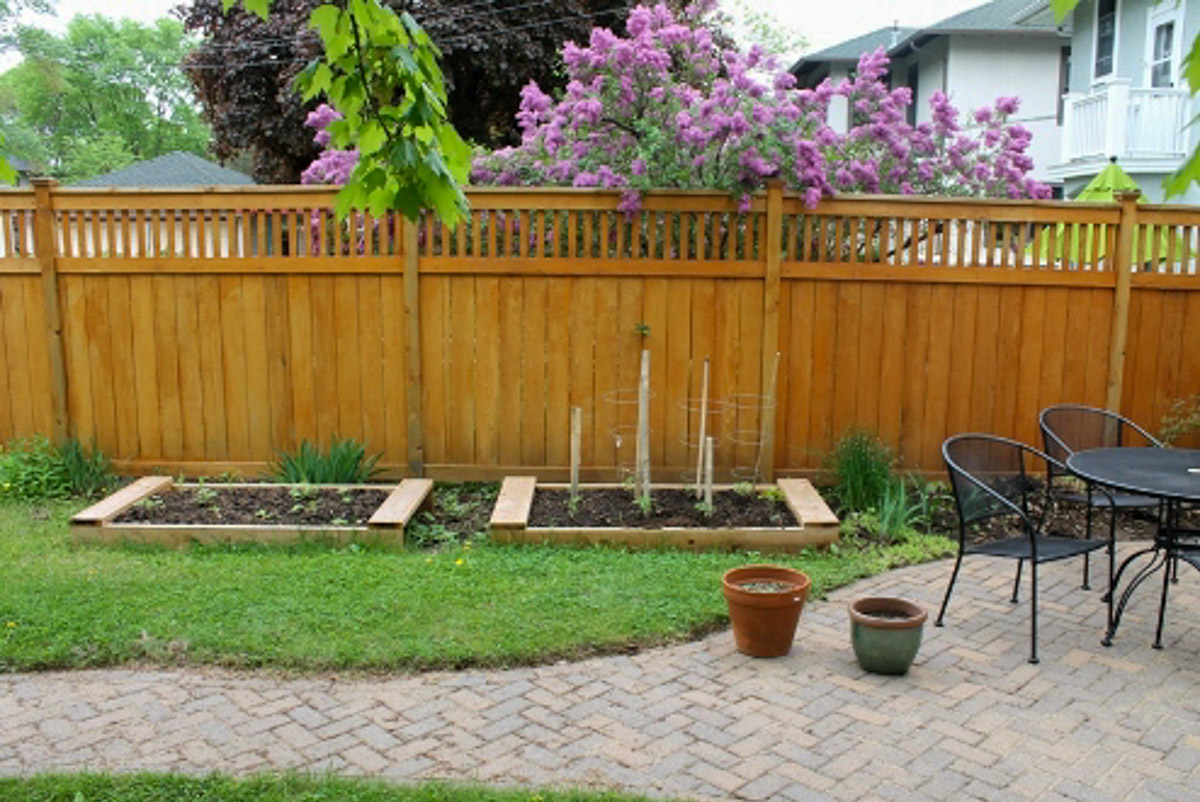 Our first backyard urban vegetable garden, two raised beds in front of a cedar fence with blooming lilacs behind it.