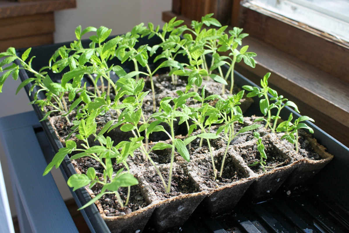 Lots of small tomato plants on a sunny porch.