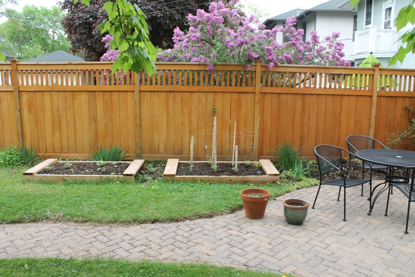 Our First Backyard Garden Our first backyard garden, two cedar raised beds.