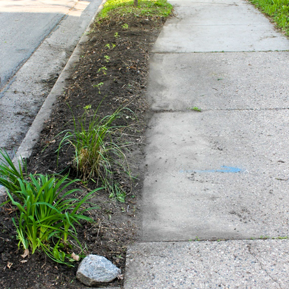 The small strip of boulevard in our city lot turned into a garden and planted with several tomato plants.