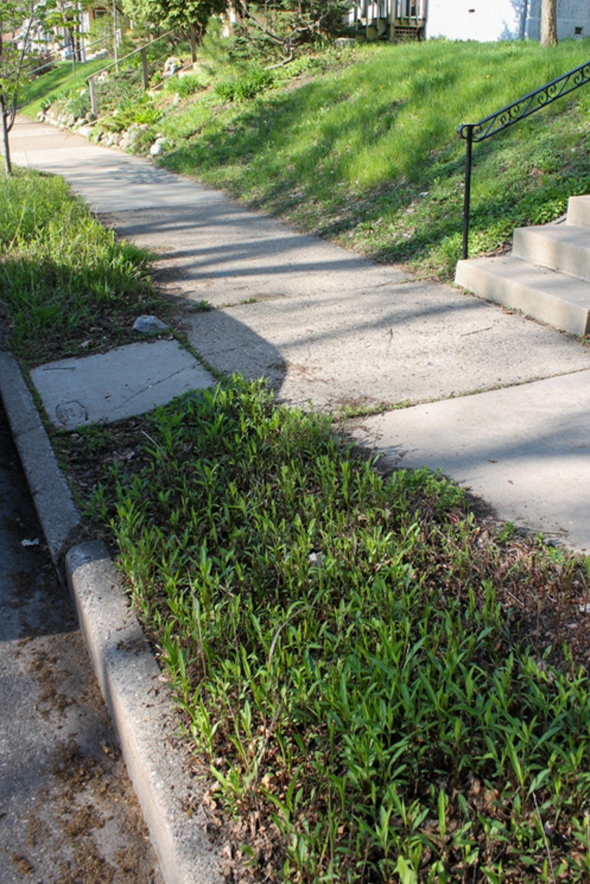 The boulevard in our city lot filled with weeds before turning it into garden space.