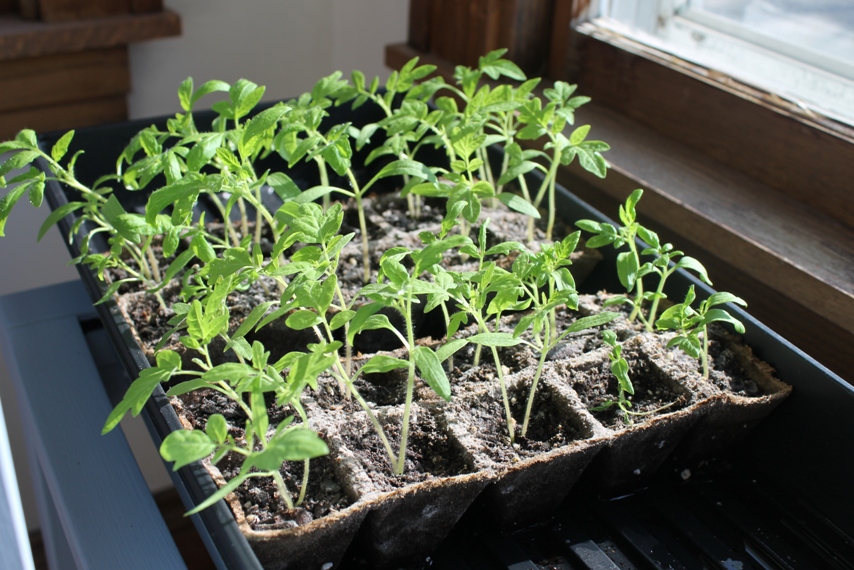 Small Tomato plants from seed starts on a sunny porch.