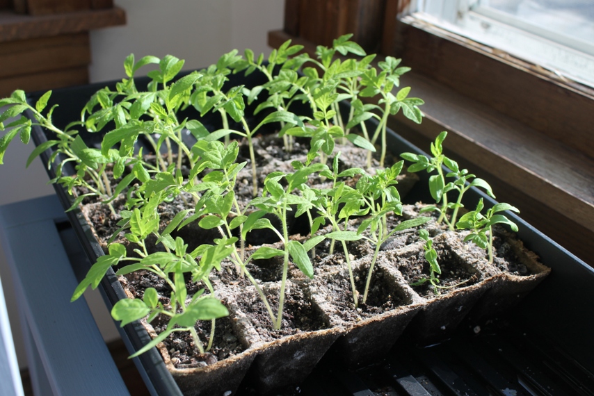 Our First Backyard Garden, Seed Starts Small Tomato plants from seed starts on a sunny porch.