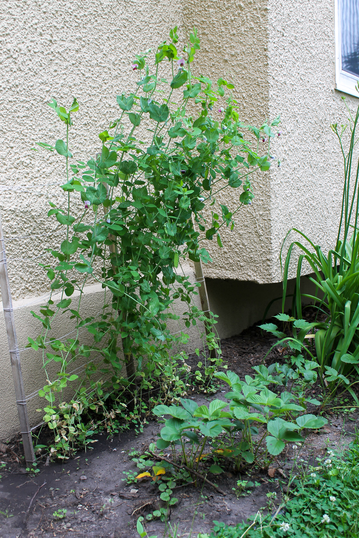 Peas growing up a trellis on the side of a house with strawberry plants in front.
