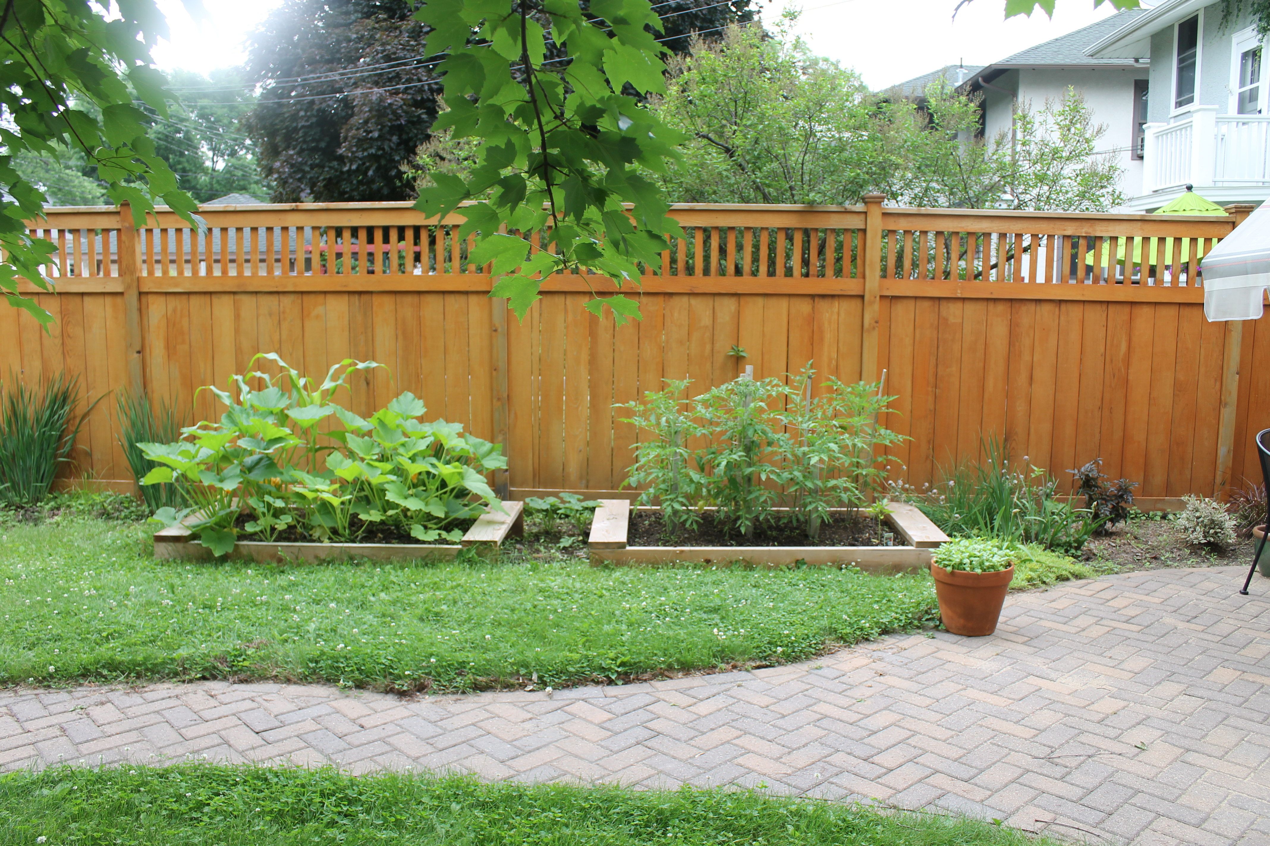 Raised bed urban vegetable garden with zucchini and tomato.