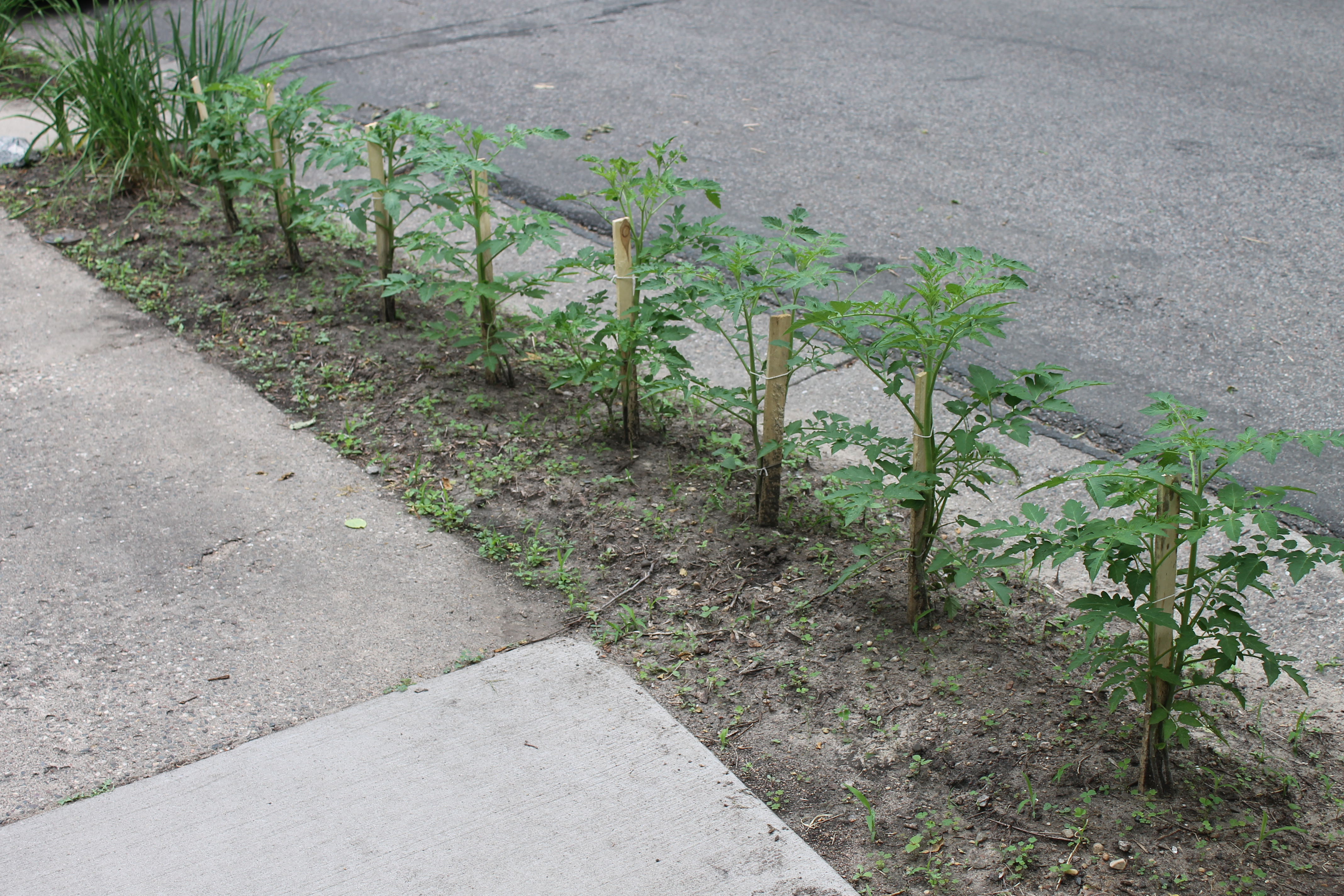 Tomato plants growing on the boulevard urban garden.