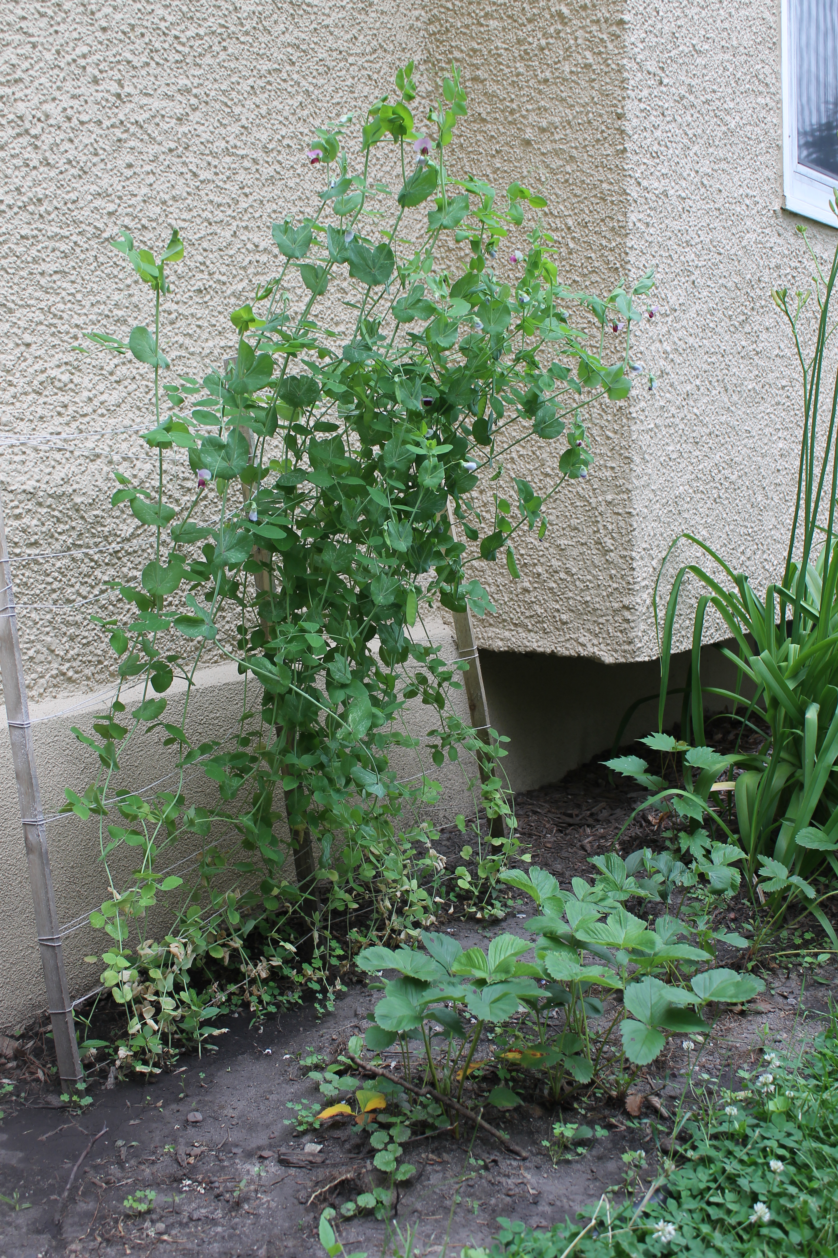 Our First Backyard Garden - July Update Growing peas on a trellis
