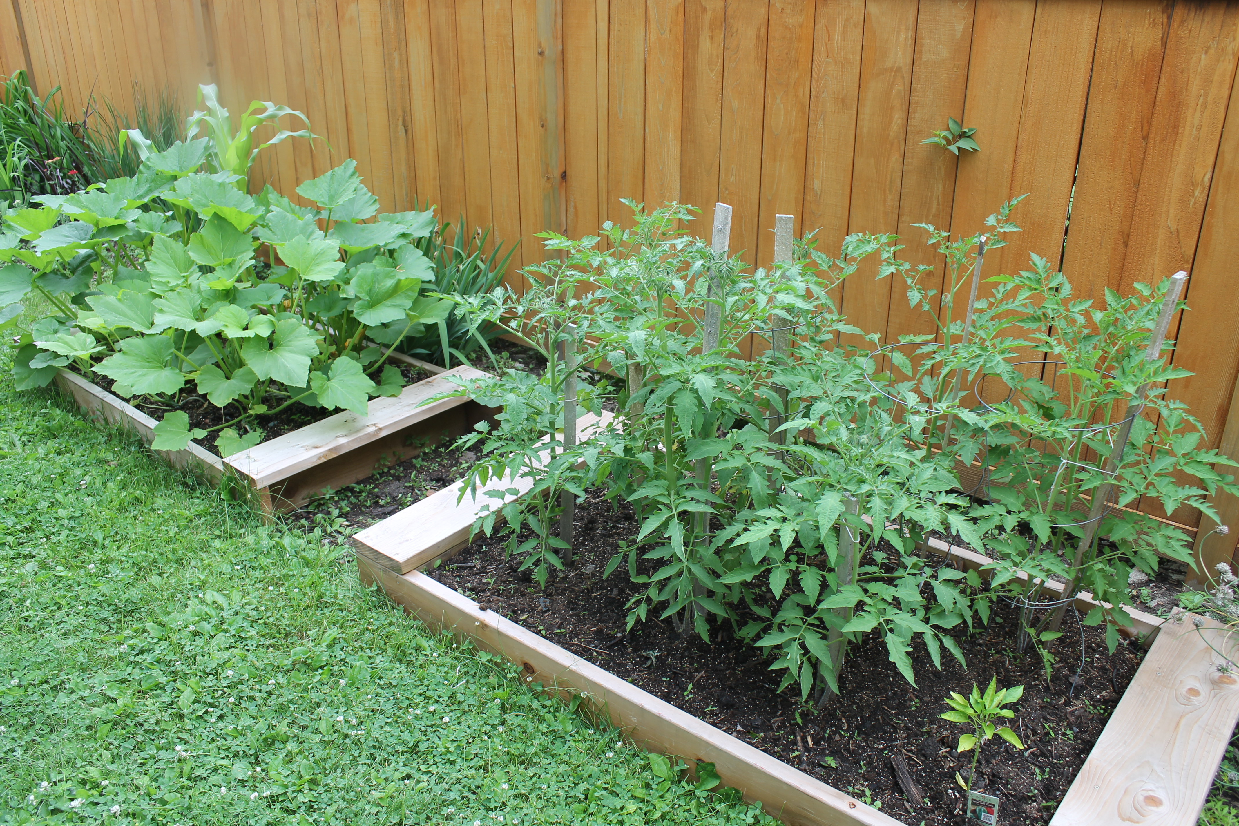 Raised Bed Garden with Tomato and Zucchini plants.