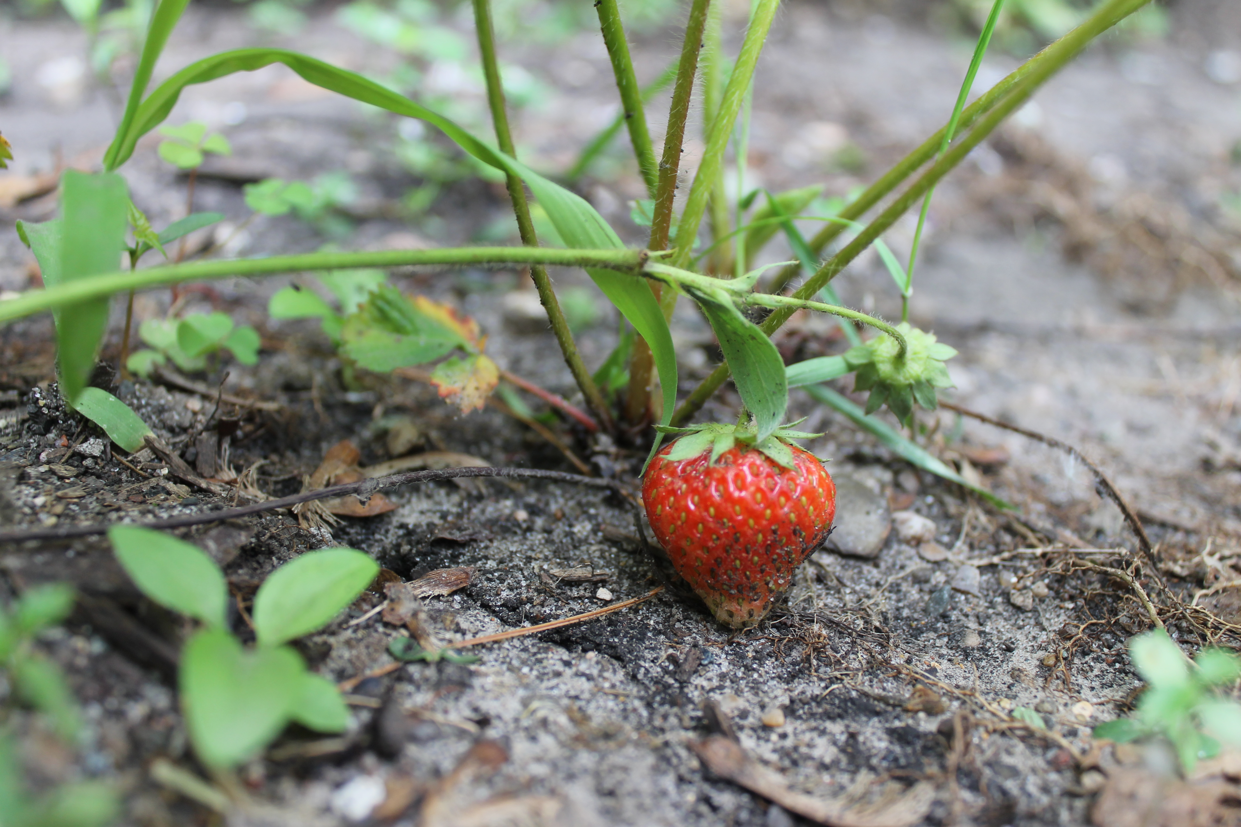 Strawberry plants with one strawberry ripening.