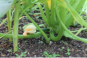 Tiny zucchini growing on the squash plant.