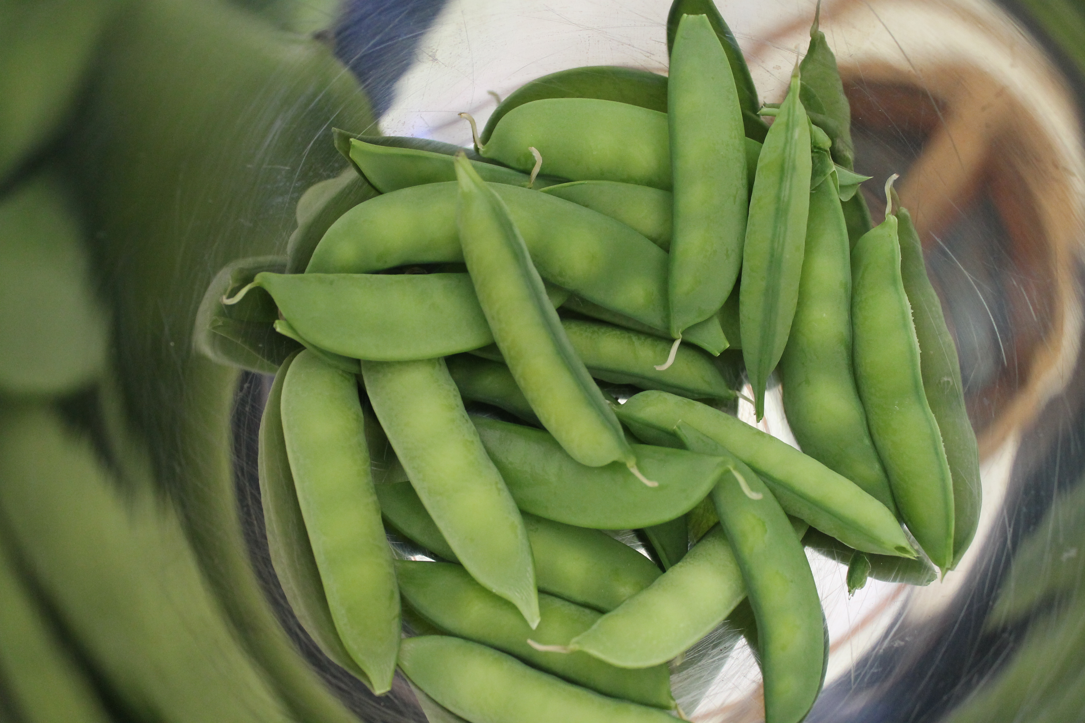 harvesting snap peas in a bowl
