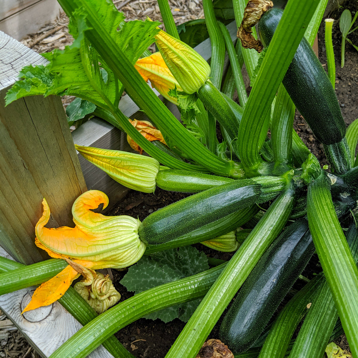 A garden zucchini plant with several zucchini ready to pick.