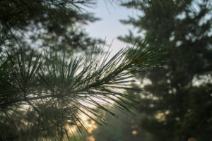 Nature picture, pine needles with dew on them in a forest.