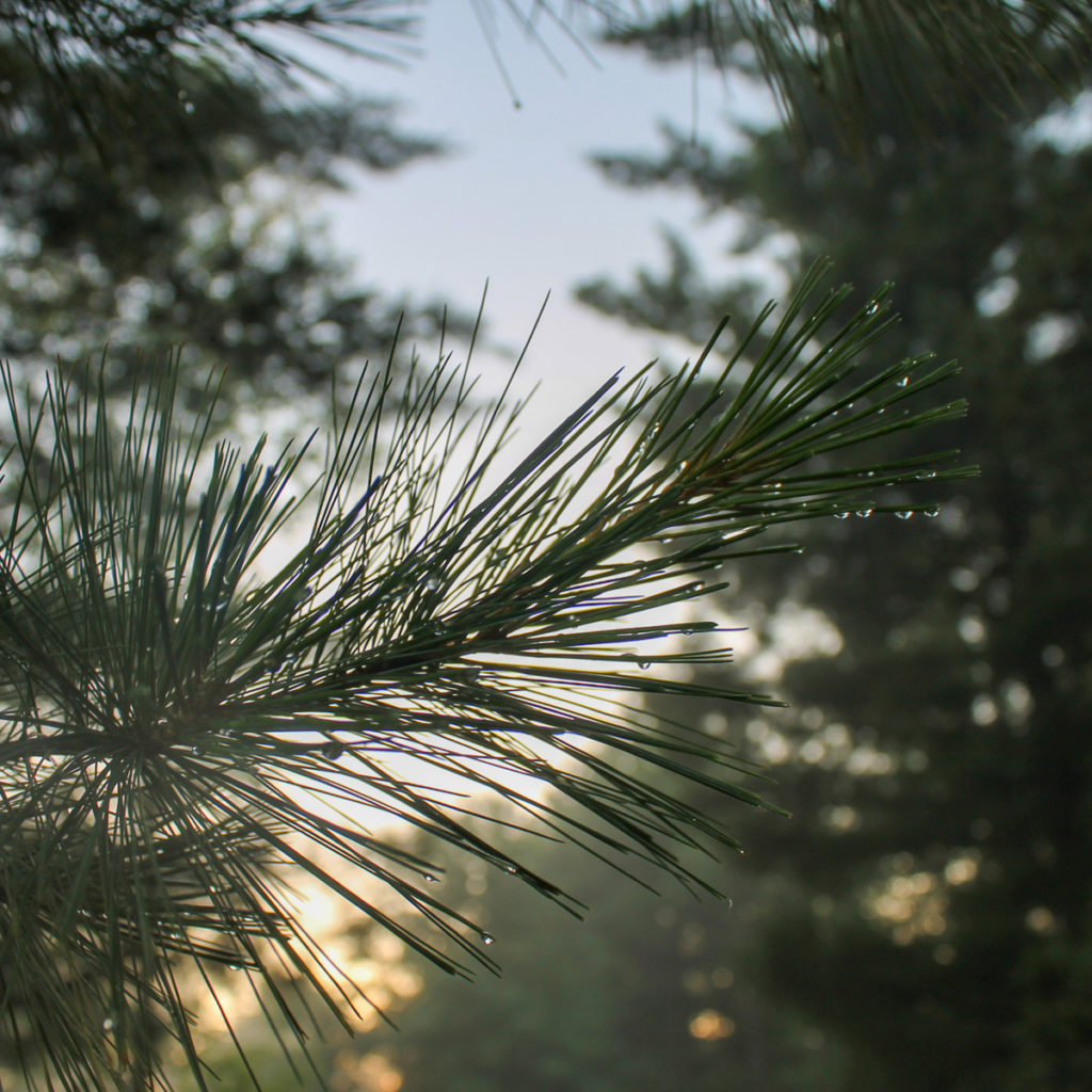 Nature picture, pine needles with dew on them in a forest.