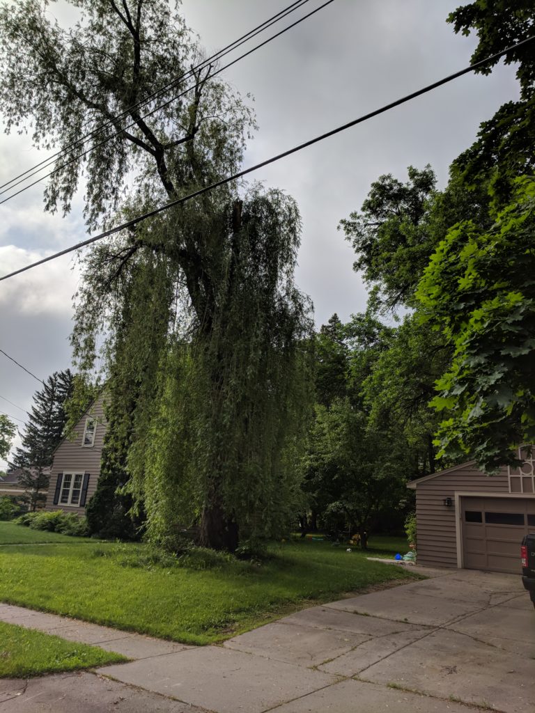 Old willow tree where our new garden will be built.