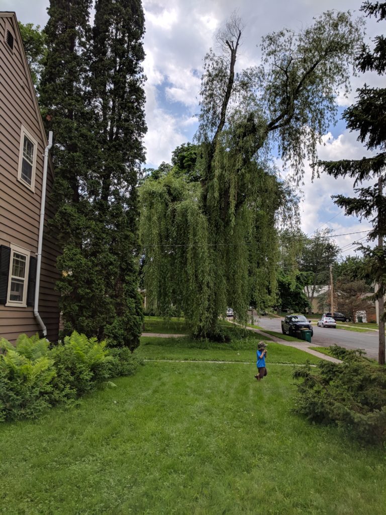 The storm damaged tree to be cut down for the garden.