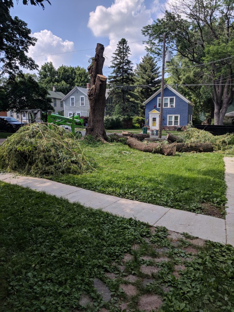 Cutting down the tree for our new garden site.