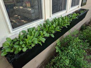 Window box planters full of growing spinach.