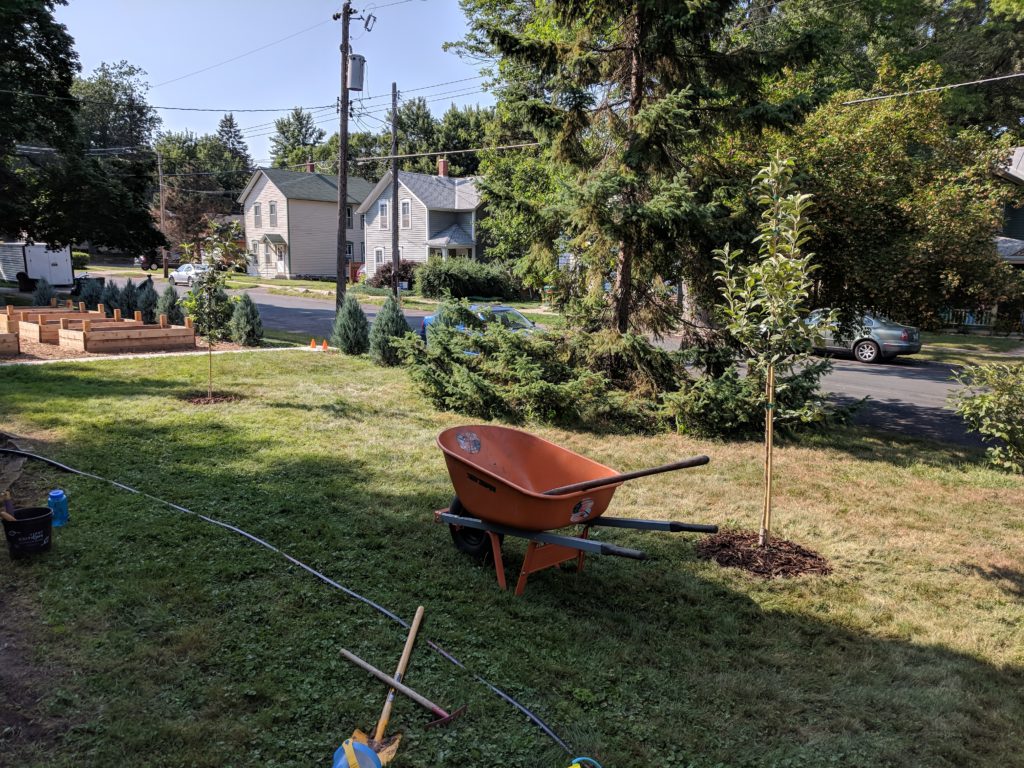 Planting apple trees.