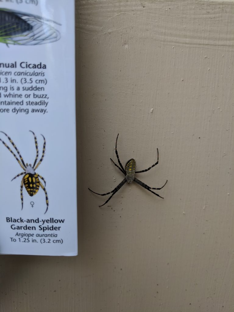 Spider Spider