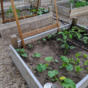 Raised bed vegetable garden with small plants in June.