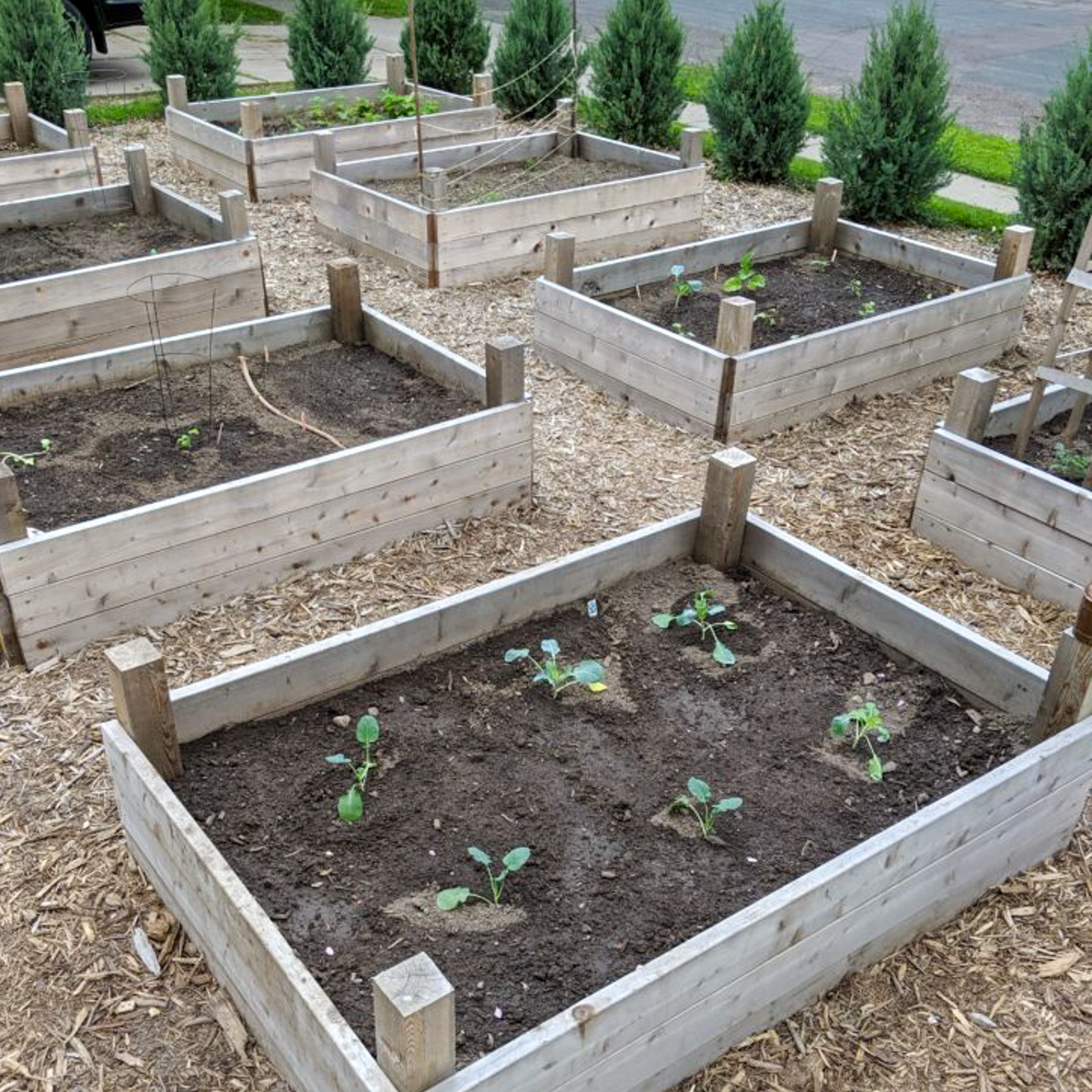 Just planted raised bed vegetable gardens.