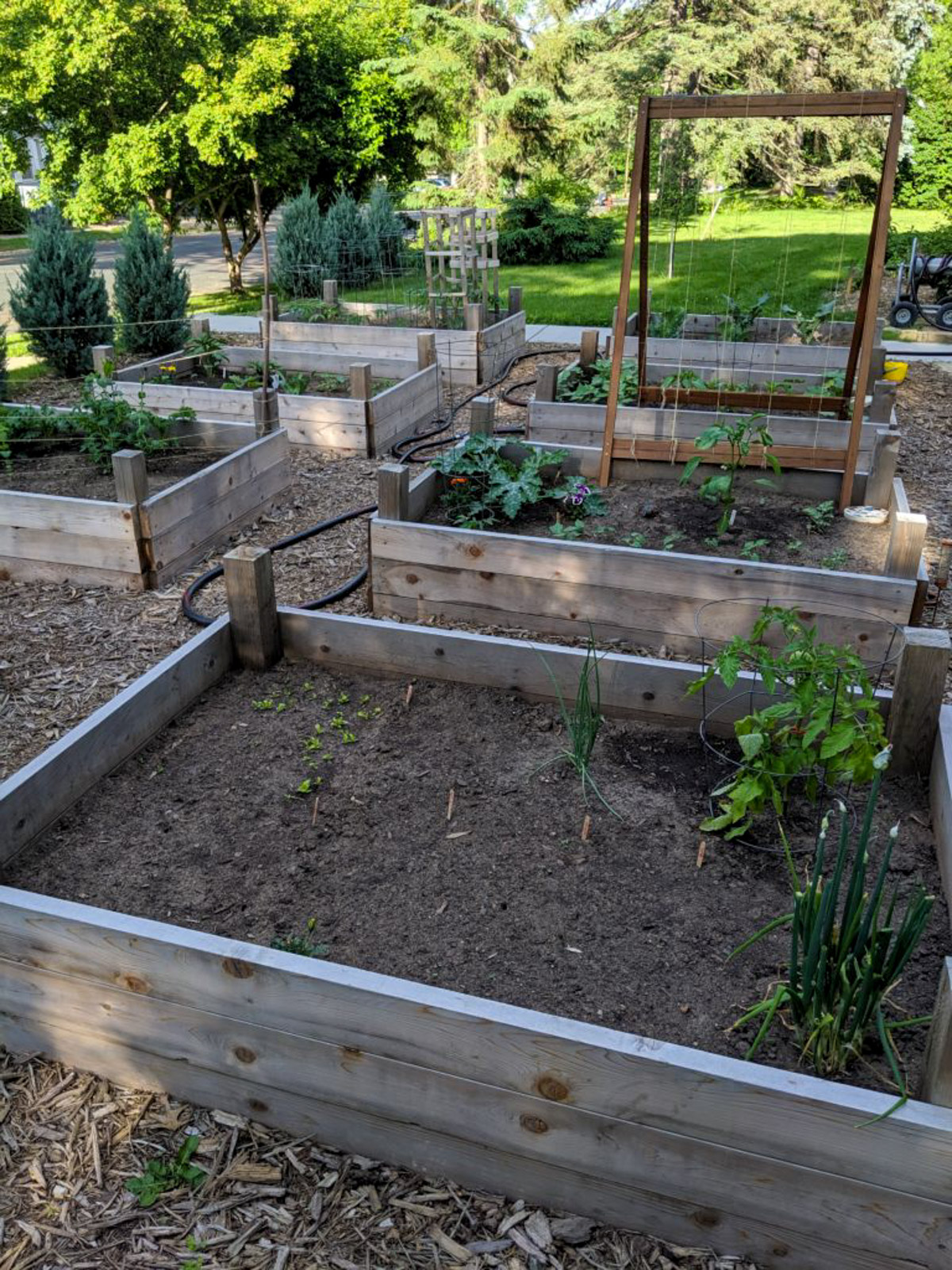 Raised bed vegetable gardens in June with a trellis for climbing plants.