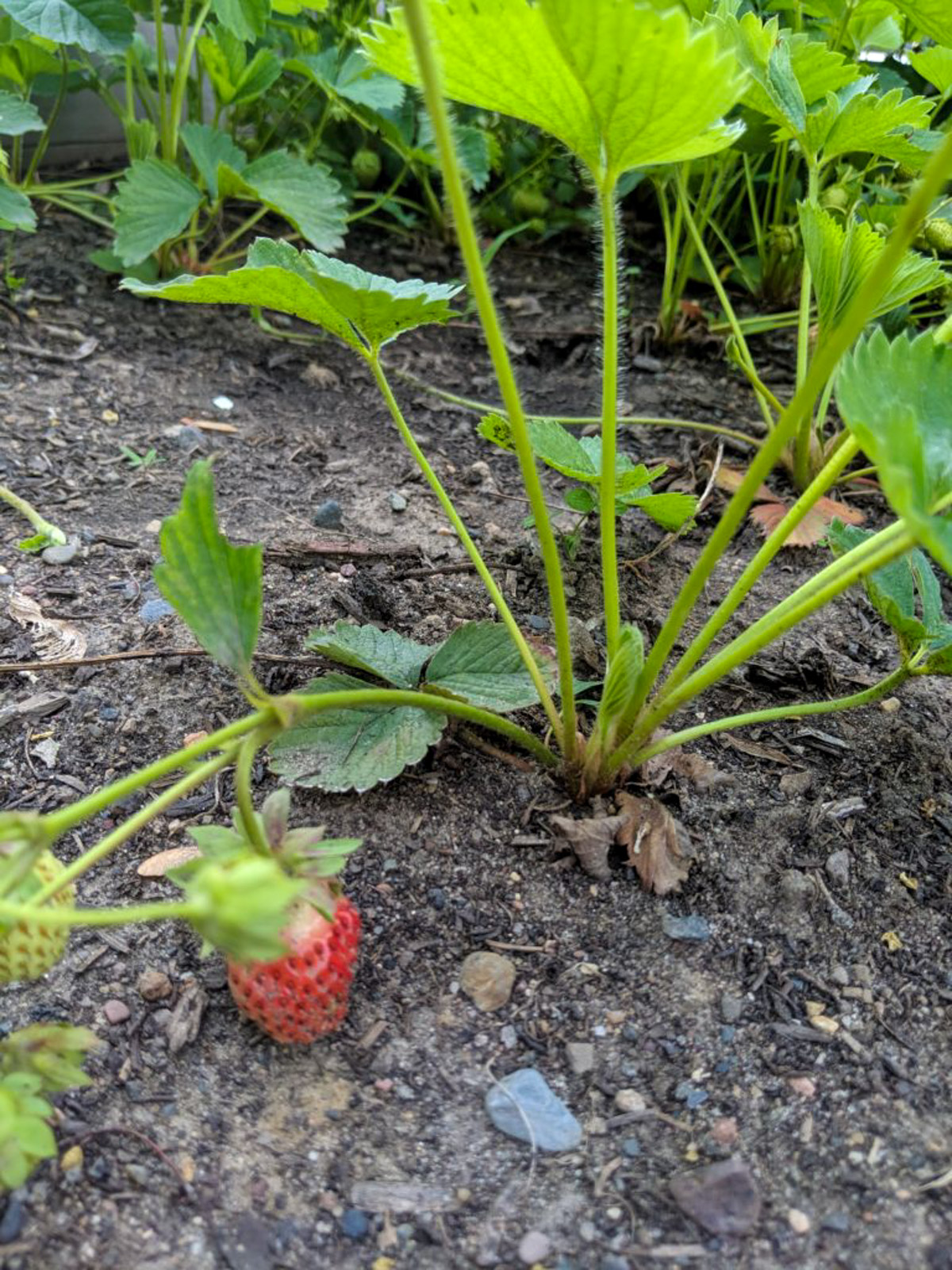 First strawberries ripening on the vine.