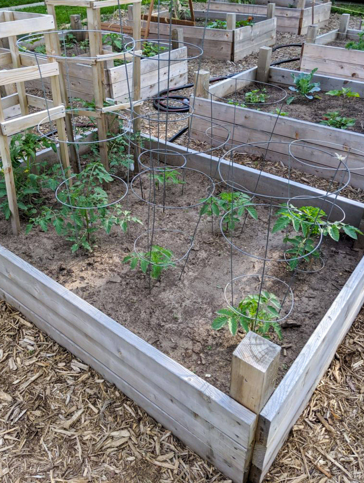 Vegetable raised bed gardens with tomato plants.