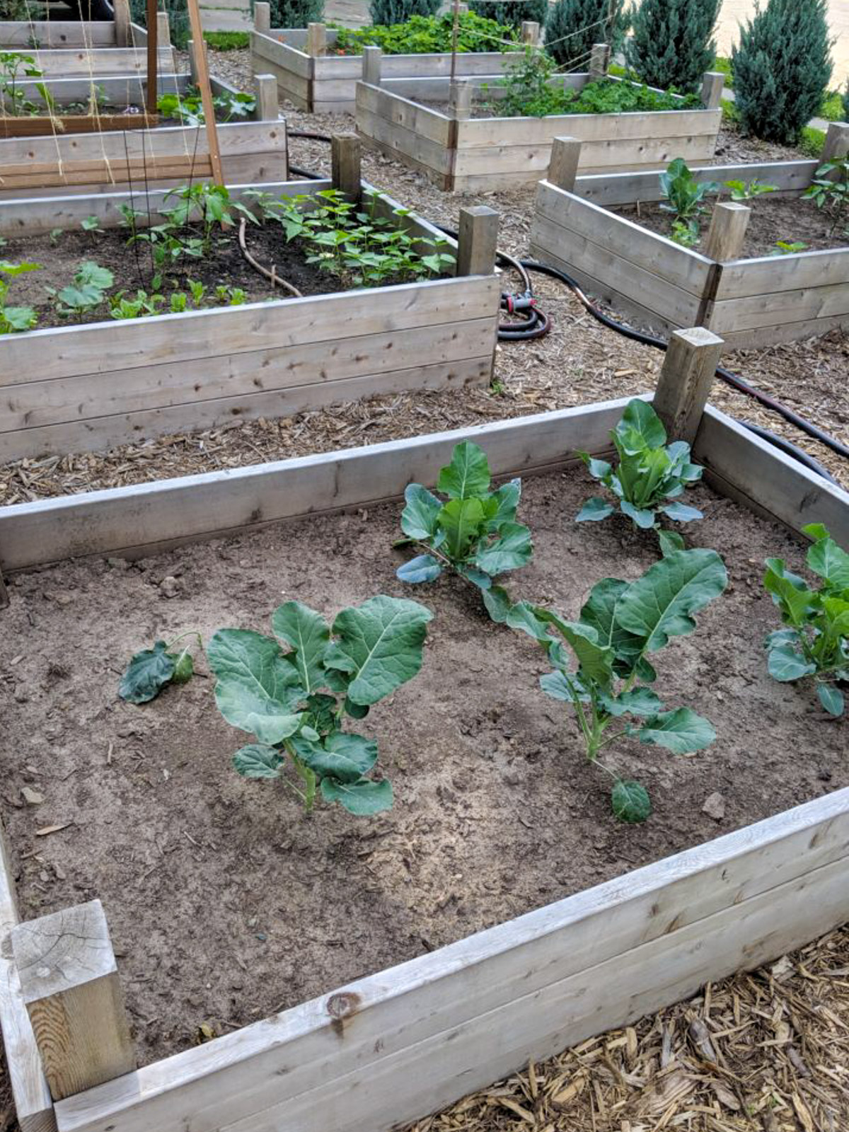 Broccoli and Cauliflower plants growing in the garden.