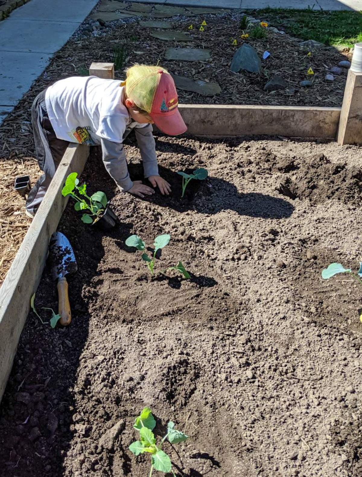 Kid planting a tomato plant in a raised bed garden.