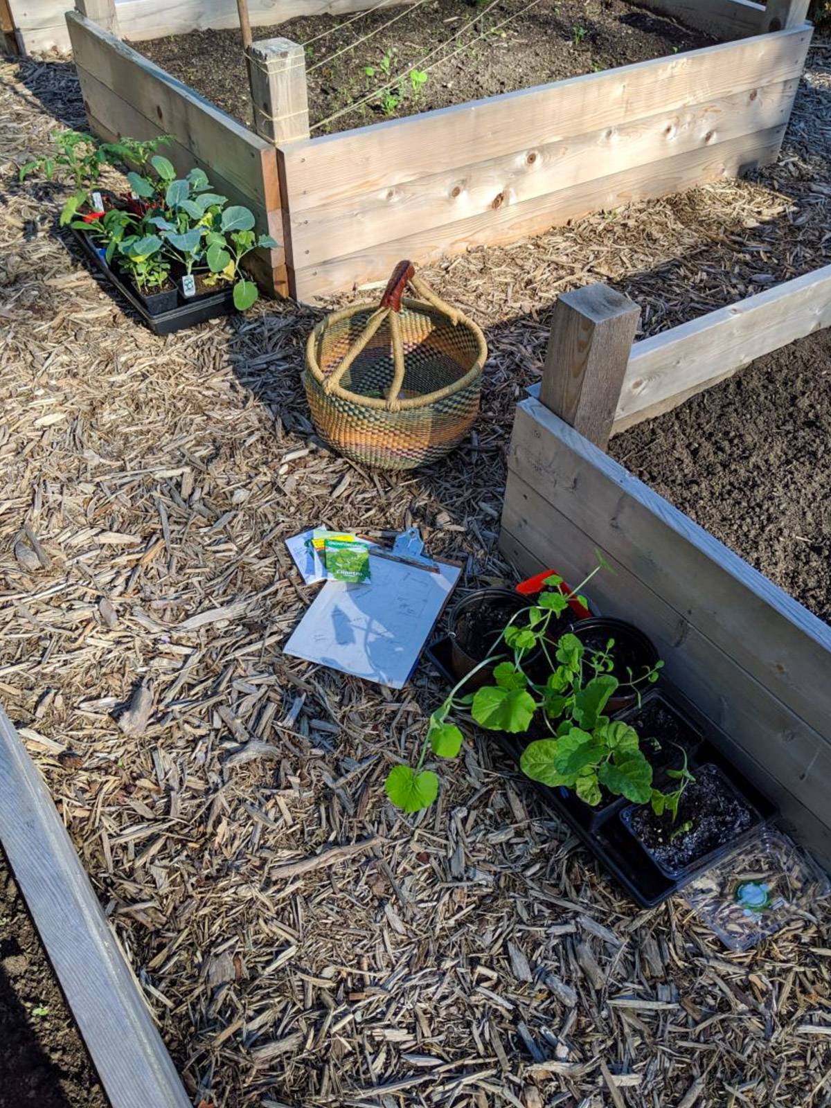 Ready to plant the garden, starter plants sitting next to raise garden beds.