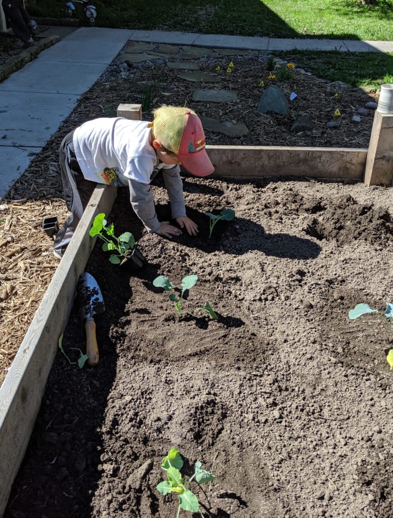 Raised Bed Veggie Gardens, kids planting Kid planting a tomato plant in a raised bed garden.