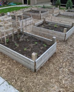 Planting our raised bed veggie garden.