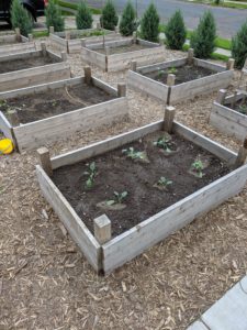 Eight raised bed vegetable gardens planted.