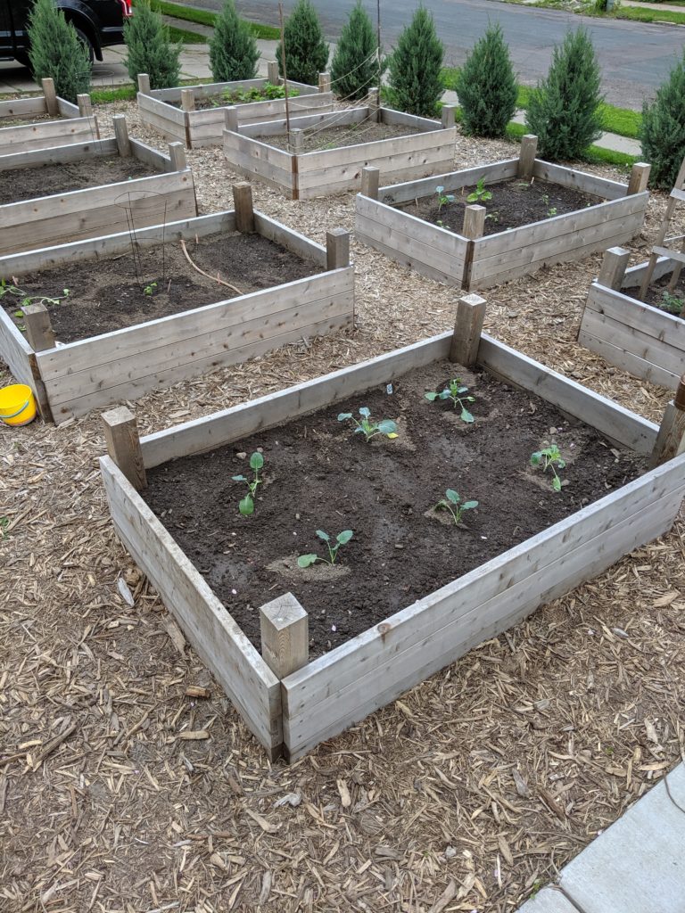 Raised Bed Veggie Gardens, planting in May Eight raised bed vegetable gardens planted.
