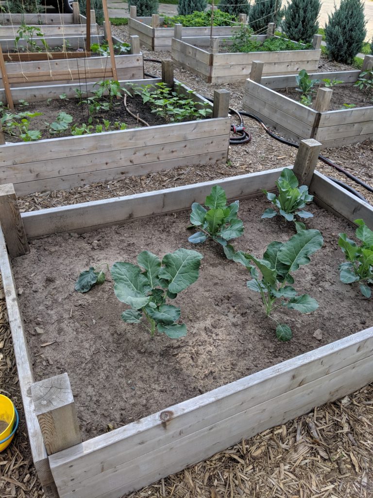 Raised Bed Vegetable Gardens Broccoli and Cauliflower plants growing in the garden.