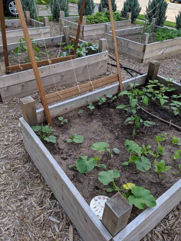Raised Bed Vegetable Gardens, cucumber trellis Small vegetable plants beginning to grow in June.