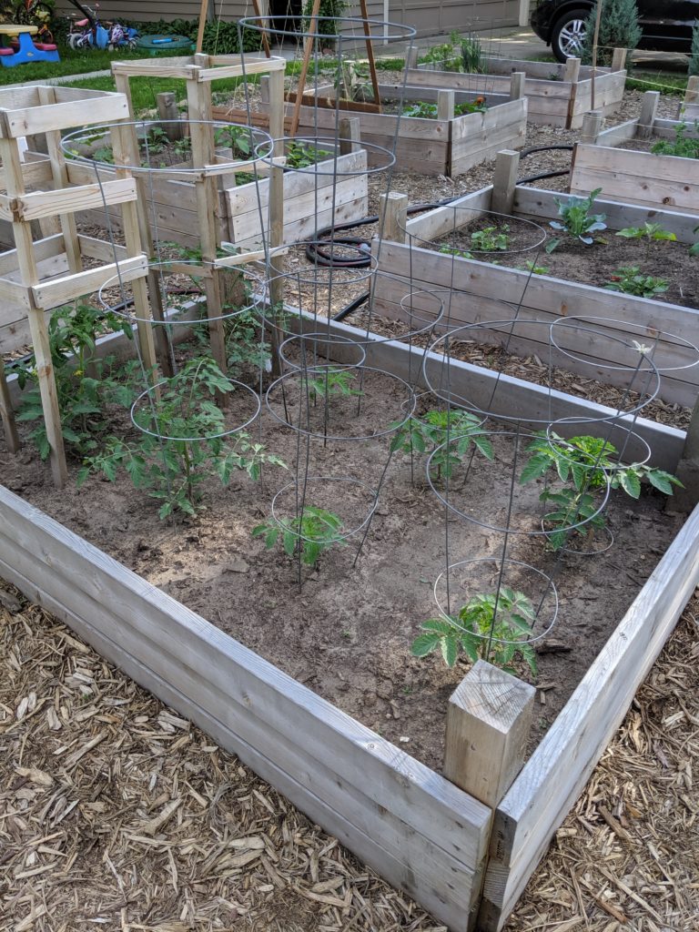 Raised Bed Vegetable Gardens, tomato plants Raised Bed Vegetable Gardens, tomato plants