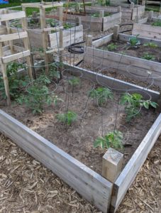 Vegetable raised bed gardens with tomato plants.