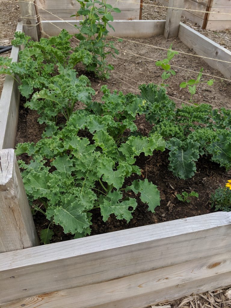 Garden bed with kale and peas.