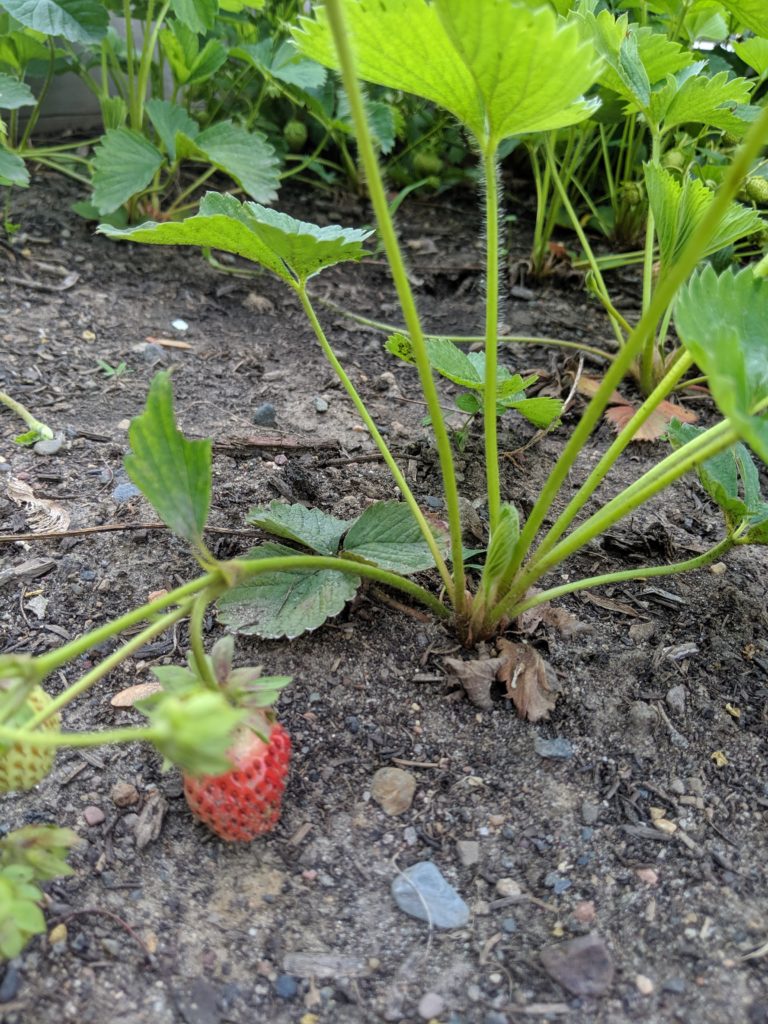 First strawberries ripening on the vine.