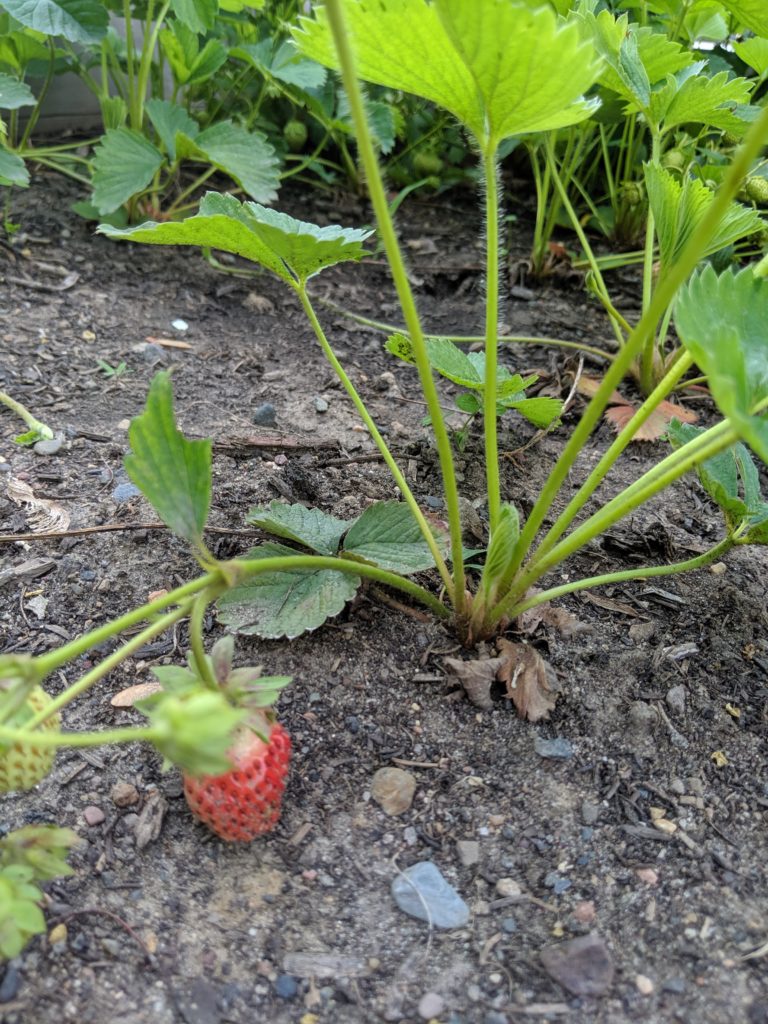 Raised Bed Vegetable Gardens, first strawberries First strawberries ripening on the vine.
