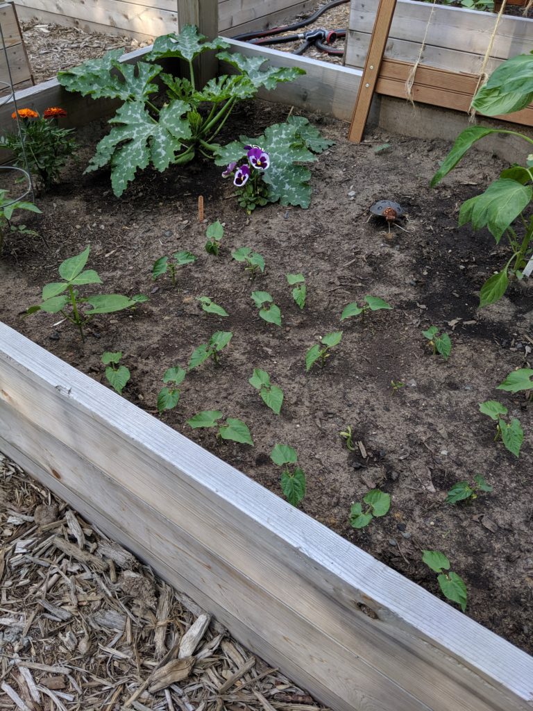 Beans and Zucchini plants starting to grow in the garden.